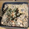 Vai alla scheda di Ariocarpus kotschoubeyanus ssp. elephantidens