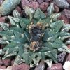 Vai alla scheda di Ariocarpus kotschoubeyanus v. macdowellii