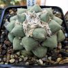 Vai alla scheda di Ariocarpus retusus cv. brevituberosus