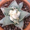 Vai alla scheda di Ariocarpus retusus cv. frumdasus