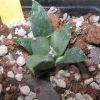 Vai alla scheda di Ariocarpus retusus cv. frumdosus superstar