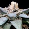 Vai alla scheda di Ariocarpus retusus cv. longiareolatus