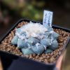 Vai alla scheda di Ariocarpus retusus f. magnificus