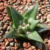 Vai alla scheda di Ariocarpus scapharostrus