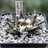 Vai alla scheda di Ariocarpus scaphirostris x confusus