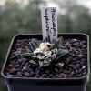 Vai alla scheda di Ariocarpus scaphirostris x fissuratus