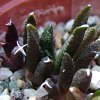 Vai alla scheda di Ariocarpus scapharostrus