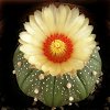 Vai alla scheda di Astrophytum asterias