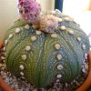 Vai alla scheda di Astrophytum asterias cv. akabana