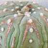 Vai alla scheda di Astrophytum asterias cv. fukuryu star shape