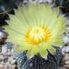 Vai alla scheda di Astrophytum asterias cv. gelbe bluete