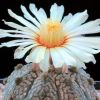 Vai alla scheda di Astrophytum asterias cv. hanazono