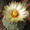 Vai alla scheda di Astrophytum asterias cv. miracle