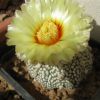 Vai alla scheda di Astrophytum asterias cv. miracle kabuto fluff-pattern