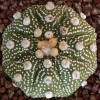 Vai alla scheda di Astrophytum asterias cv. ooibo