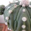 Vai alla scheda di Astrophytum asterias cv. ooibo fukuryu