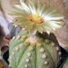 Vai alla scheda di Astrophytum asterias cv. ooibo kabuto