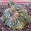 Vai alla scheda di Astrophytum asterias cv. prolifera