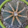 Vai alla scheda di Astrophytum asterias cv. rensei