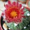 Vai alla scheda di Astrophytum asterias cv. rote bluete