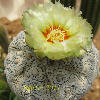 Vai alla scheda di Astrophytum asterias cv. super kabuto kikko