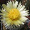 Vai alla scheda di Astrophytum asterias cv. super kabuto snow type