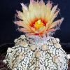 Vai alla scheda di Astrophytum asterias cv. super kabuto x senile