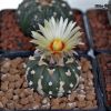 Vai alla scheda di Astrophytum asterias cv. v-type