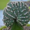 Vai alla scheda di Astrophytum asterias f. cristatum