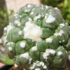 Vai alla scheda di Astrophytum asterias f. monstruosum cv. kikko