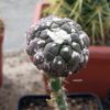 Vai alla scheda di Astrophytum asterias f. monstruosum cv. kikko muscle black