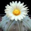 Vai alla scheda di Astrophytum asterias f. nudum