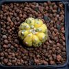 Vai alla scheda di Astrophytum asterias f. variegatum cv. fukuryu