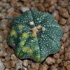 Vai alla scheda di Astrophytum asterias f. variegatum cv. star shape