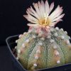 Vai alla scheda di Astrophytum asterias hybrid