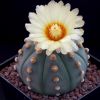 Vai alla scheda di Astrophytum asterias v. nudum