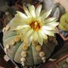 Vai alla scheda di Astrophytum asterias v. nudum cv. ooibo ruri kabuto