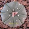 Vai alla scheda di Astrophytum asterias v. nudum cv. star shape