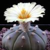 Vai alla scheda di Astrophytum asterias v. nudum cv. super kabuto