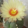 Vai alla scheda di Astrophytum asterias x capricorne