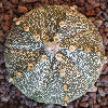 Vai alla scheda di Astrophytum asterias x coahuilense