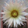 Vai alla scheda di Astrophytum asterias x myriostigma