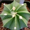 Vai alla scheda di Astrophytum asterias x senile