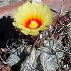 Vai alla scheda di Astrophytum capricorne