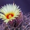 Vai alla scheda di Astrophytum capricorne f. nudum