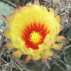 Vai alla scheda di Astrophytum capricorne ssp. senile