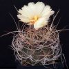 Vai alla scheda di Astrophytum capricorne v. aureum