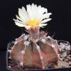 Vai alla scheda di Astrophytum capricorne v. aureum x asterias cv. super kabuto