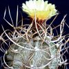 Vai alla scheda di Astrophytum capricorne v. crassispinum