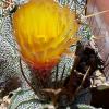 Vai alla scheda di Astrophytum capricorne v. major